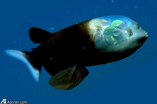 حیات بیگانه در اعماق آبهای اقیانوسی سیاره زمین حیات بیگانه در اعماق آبهای اقیانوسی سیاره زمین