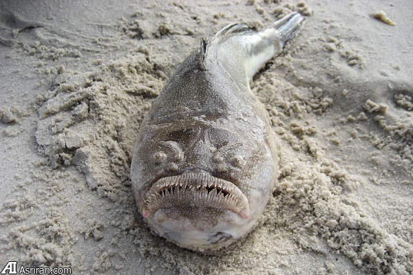 حیات بیگانه در اعماق آبهای اقیانوسی سیاره زمین حیات بیگانه در اعماق آبهای اقیانوسی سیاره زمین