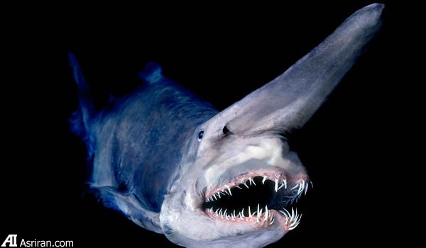 حیات بیگانه در اعماق آبهای اقیانوسی سیاره زمین حیات بیگانه در اعماق آبهای اقیانوسی سیاره زمین