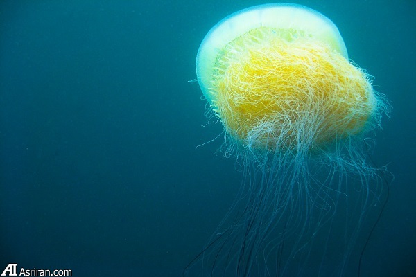 حیات بیگانه در اعماق آبهای اقیانوسی سیاره زمین حیات بیگانه در اعماق آبهای اقیانوسی سیاره زمین