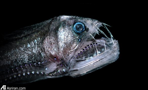 حیات بیگانه در اعماق آبهای اقیانوسی سیاره زمین حیات بیگانه در اعماق آبهای اقیانوسی سیاره زمین