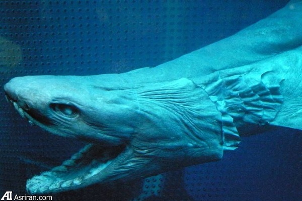 حیات بیگانه در اعماق آبهای اقیانوسی سیاره زمین حیات بیگانه در اعماق آبهای اقیانوسی سیاره زمین