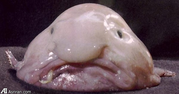 حیات بیگانه در اعماق آبهای اقیانوسی سیاره زمین حیات بیگانه در اعماق آبهای اقیانوسی سیاره زمین