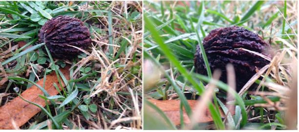 6 ترفند برای عکاسی بهتر با آیفون