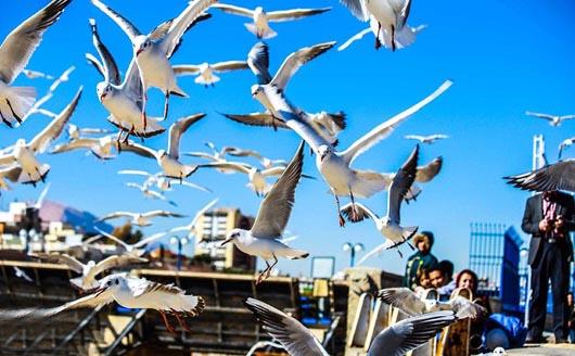 پرندگان در شهرها خشمگین تر هستند