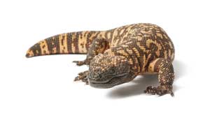 نیش‌های حیات‌بخش