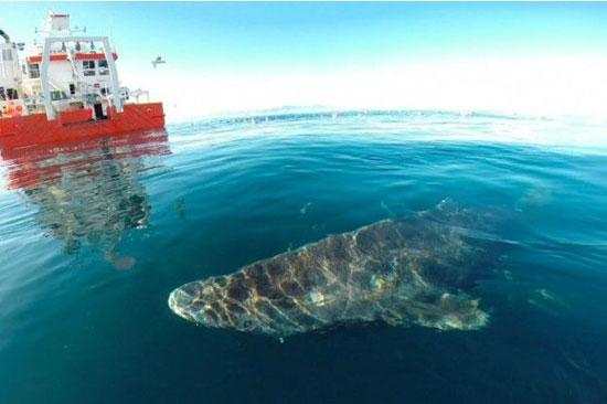 رکورددار طول عمر در بین مهره‌داران (+عکس)