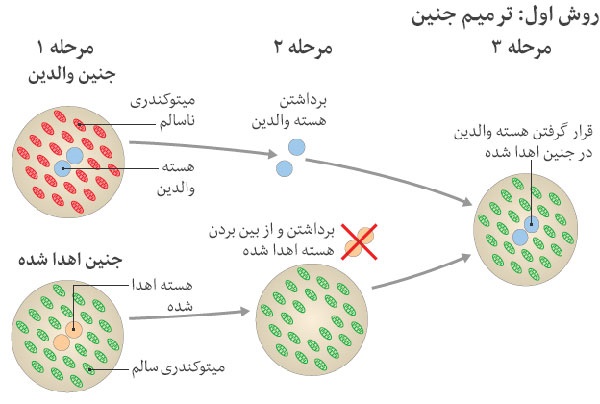 به دنیا آمدن یک نوزاد با روش سه والد (+عکس)