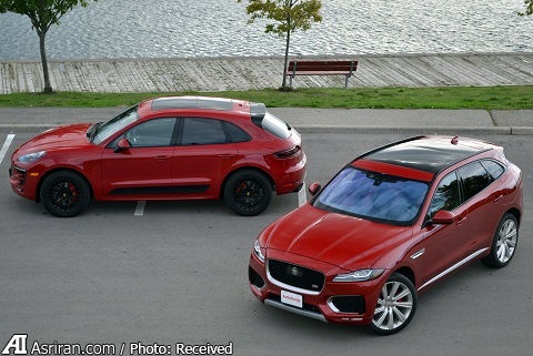 اعلام جنگ ببر انگلیسی با گربه ملوس آلمان‌ها