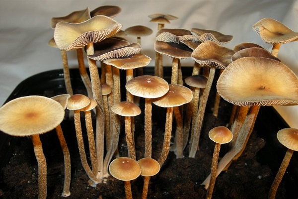 کاهش اضطراب و افسردگی ناشی از سرطان با یک ترکیب قارچی