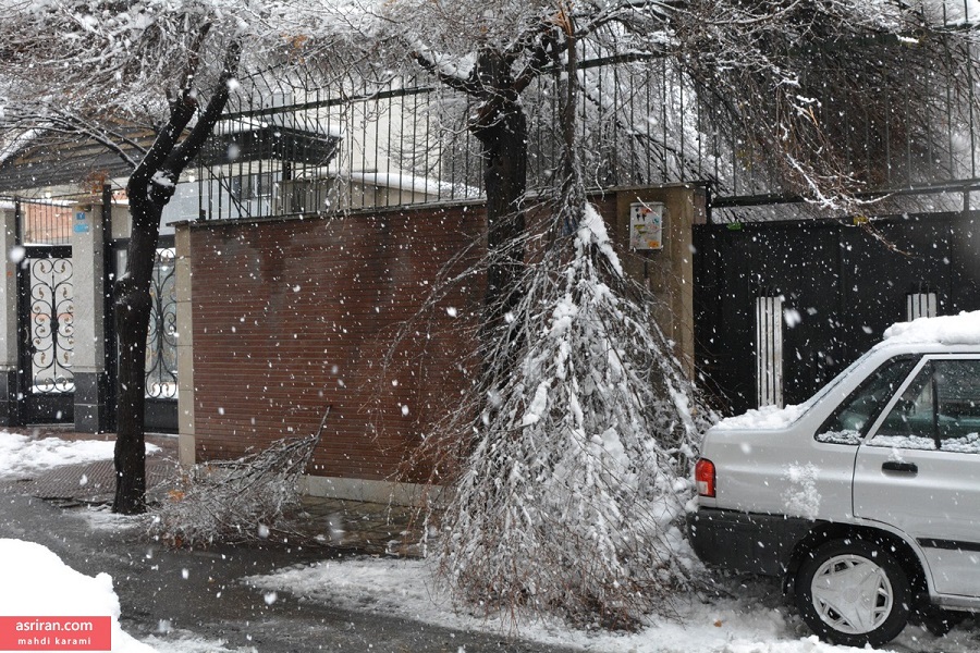 درخت ها را بتکانیم