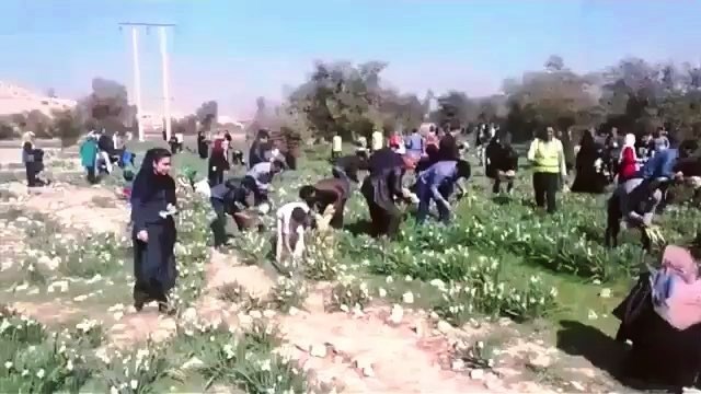 در ستایش و نکوهش غارتگران گل نرگس! در ستایش و نکوهش غارتگران گل نرگس!