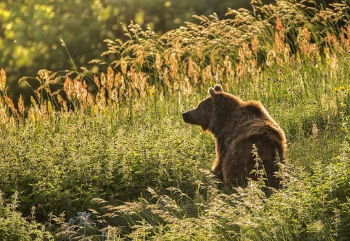 خرس قهوه&zwnj;ای در ارتفاعات ساری (عکس)