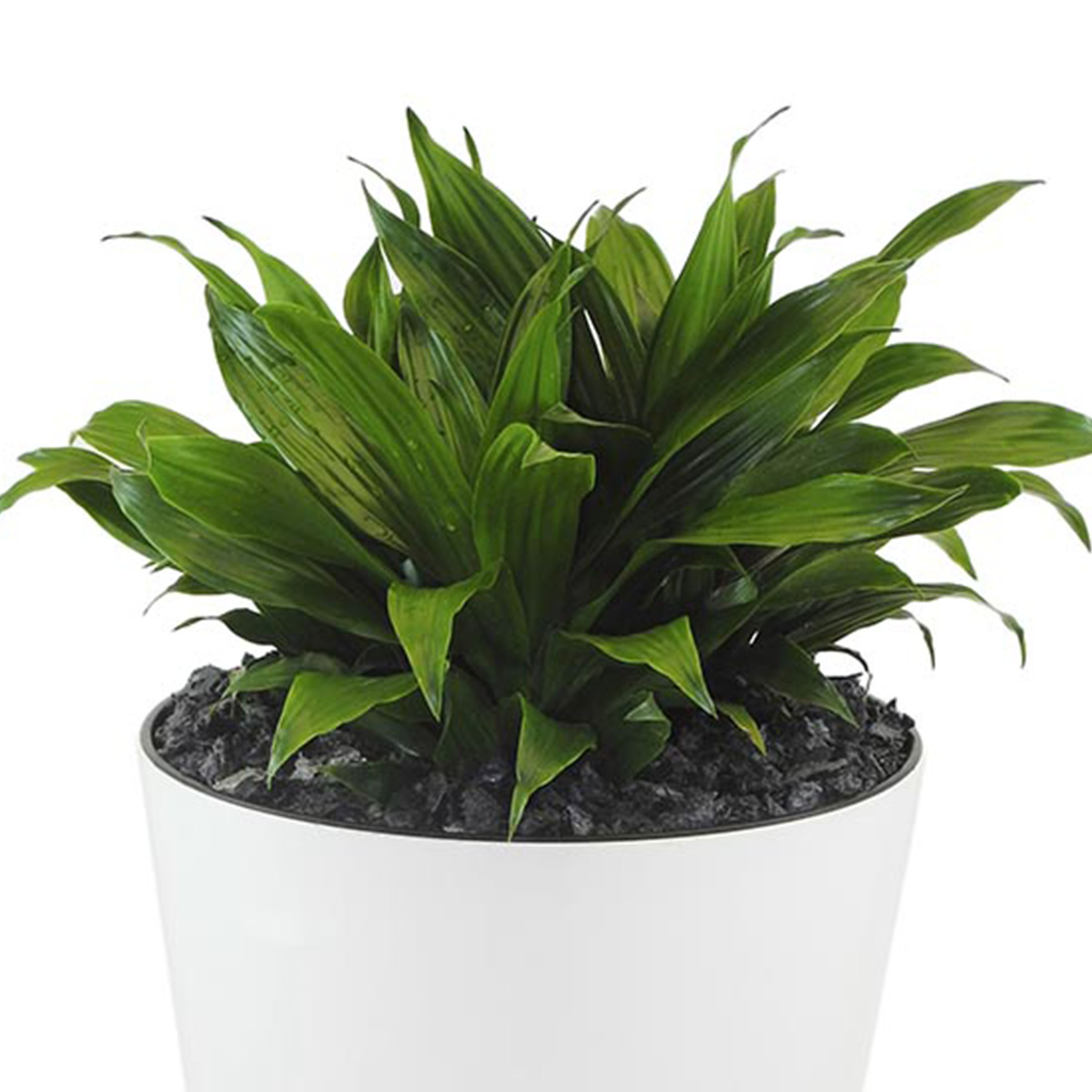 گیاهان موثر در رفع آلودگی هوا را بیشتر بشناسید (+عکس)