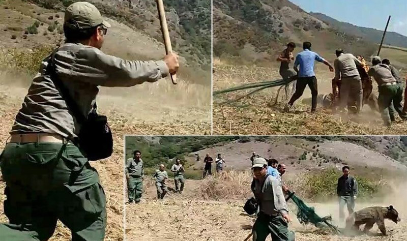برخورد با عاملان قتل خرس‌ در گلستان؛ حل مسئله یا پاک کردن صورت مسئله؟
