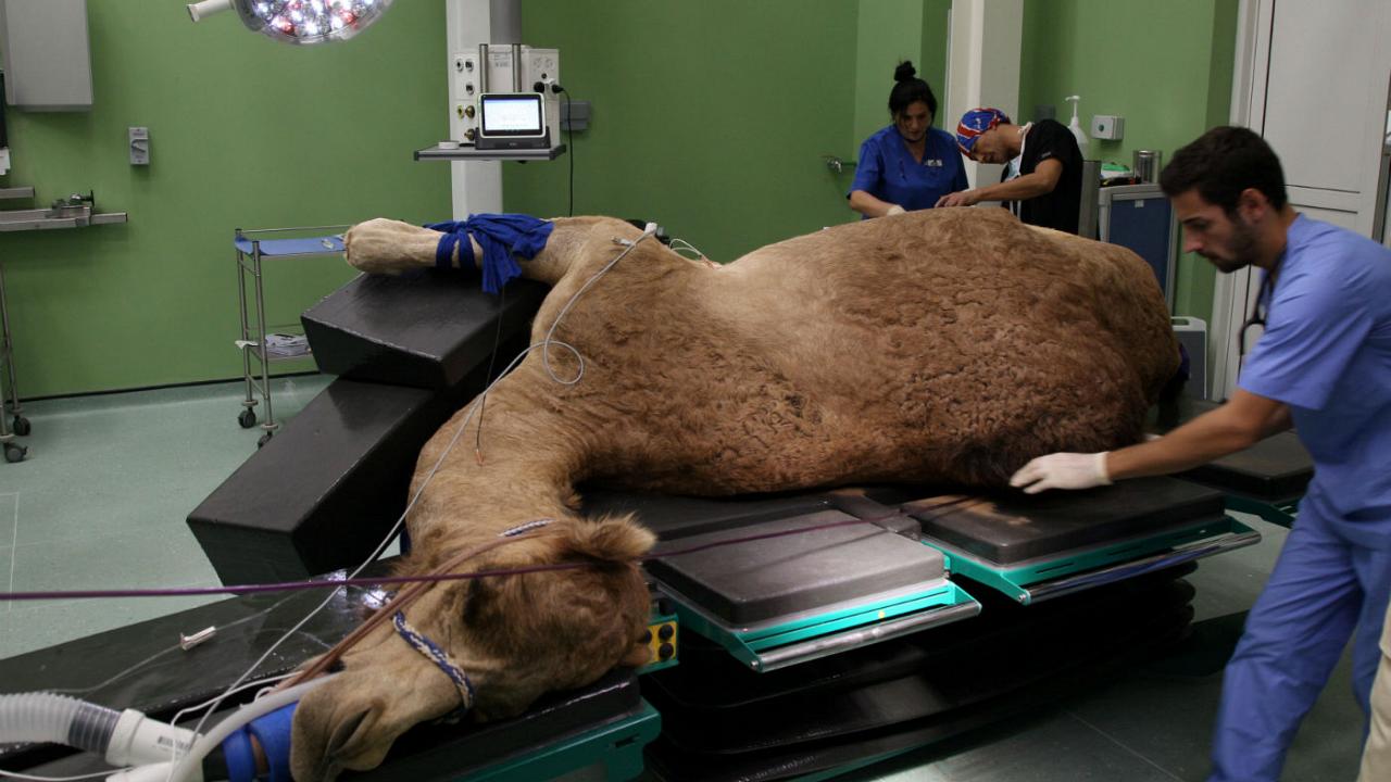 ایجاد اولین بیمارستان شتر جهان در دبی (+عکس) ایجاد اولین بیمارستان شتر جهان در دبی (+عکس)