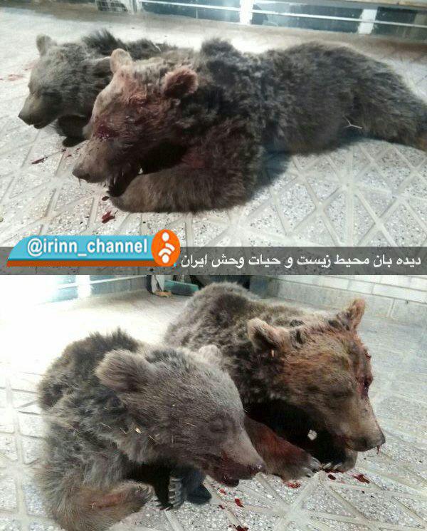 تلف شدن 2 قلاده خرس در حادثه رانندگی