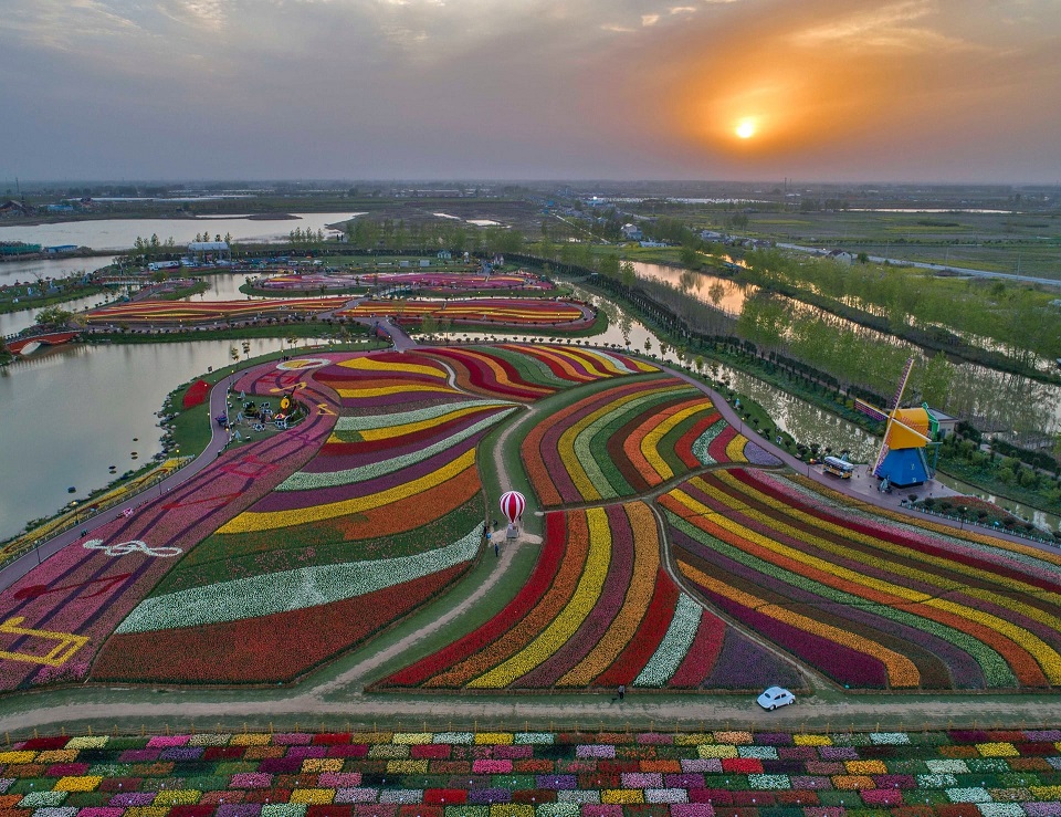 30 میلیون گل لاله در یک قاب (عکس)