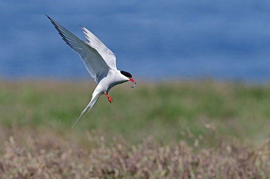 طولانی&zwnj;ترین مهاجرت&zwnj;ها در دنیای حیوانات (+عکس)