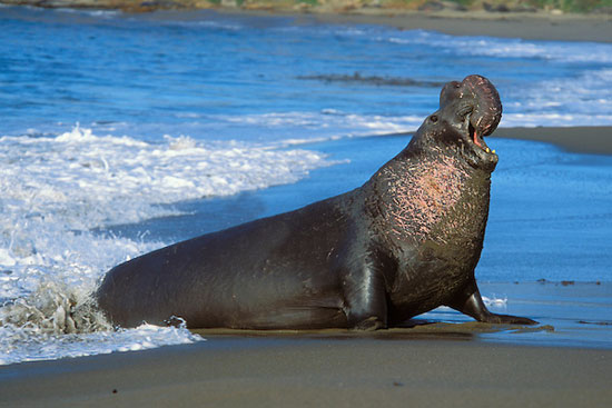 طولانی&zwnj;ترین مهاجرت&zwnj;ها در دنیای حیوانات (+عکس)