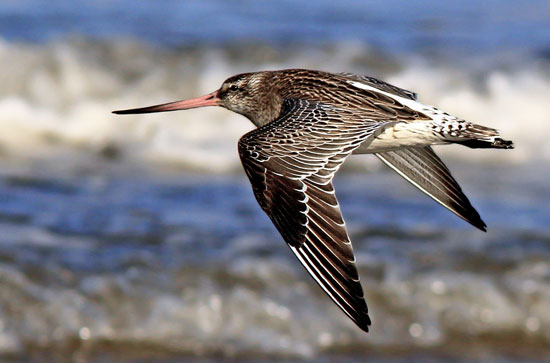 طولانی&zwnj;ترین مهاجرت&zwnj;ها در دنیای حیوانات (+عکس)