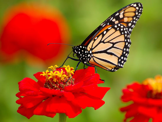 طولانی&zwnj;ترین مهاجرت&zwnj;ها در دنیای حیوانات (+عکس)