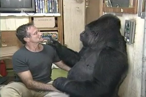 گوریلی که دوست آقای بازیگر بود، درگذشت (+عکس)
