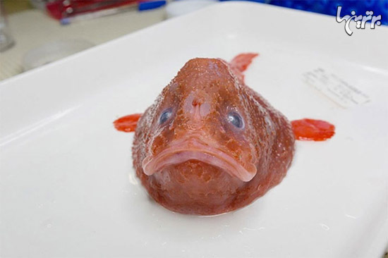 در عمق 5000 متری اقیانوس چه خبر است؟ (+عکس)