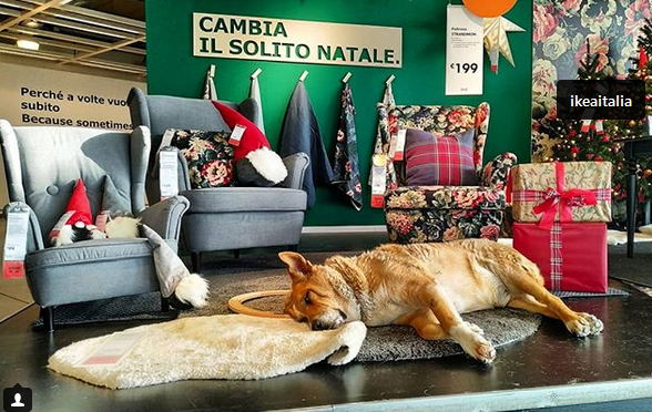 استقبال فروشگاه ایکیا ایتالیا از سگ های ولگرد