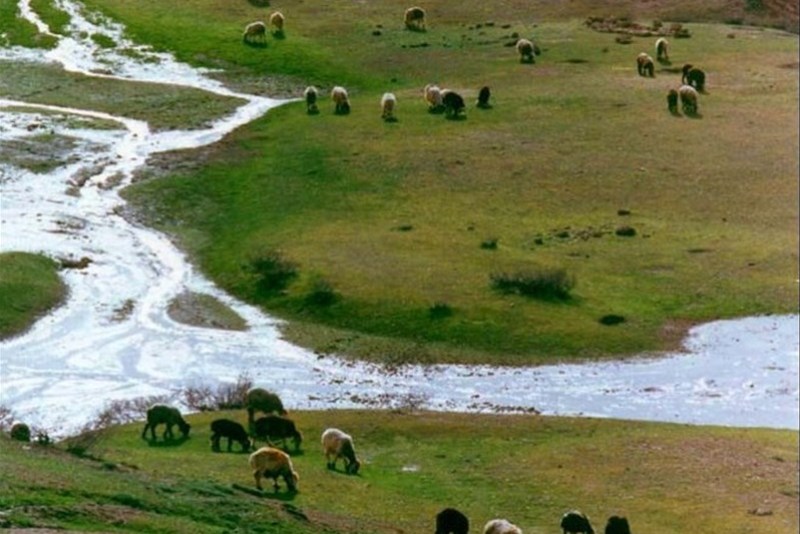 رئیس سازمان امور عشایر ایران:15 هزار راس دام عشایر در سیل اخیر تلف شد