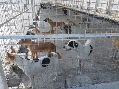 فعالیت تیم&zwnj;های ویژه کنترل سگ&zwnj;های بلاصاحب در کرج