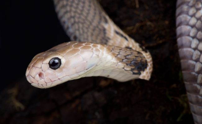 هرآنچه باید درباره کروناویروس جدید بدانید