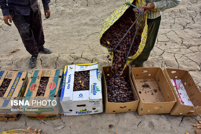 ممنوعیت صادرات، قیمت خرما را ارزان نمی&zwnj;کند