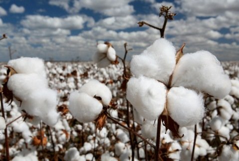 ایجاد ارزش افزوده در صنعت پنبه 