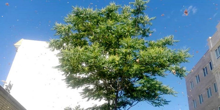 حمله ملخ&zwnj;ها به 3 مدرسه در فردیس کرج