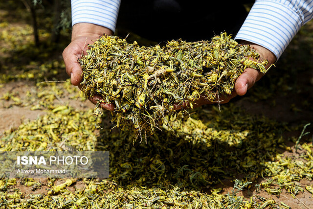 خطر هجوم ملخ به شهرستان&zwnj;های مرزی فارس