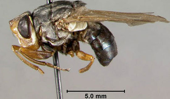 ترسناکترین و خطرناکترین حشرات جهان را بشناسید (+عکس) ترسناکترین و خطرناکترین حشرات جهان را بشناسید (+عکس)