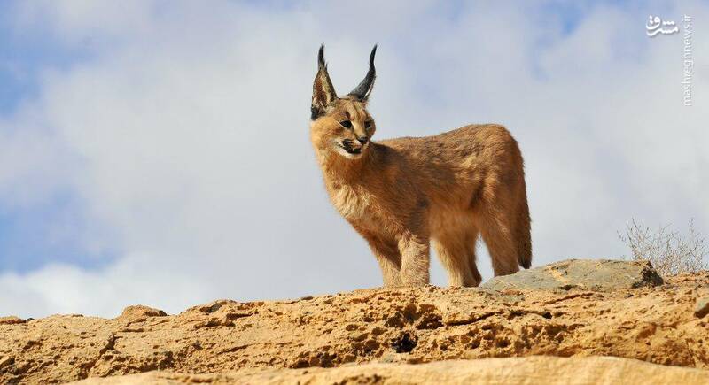 گربه&zwnj;سانی زیبا در حیات وحش یزد (عکس)