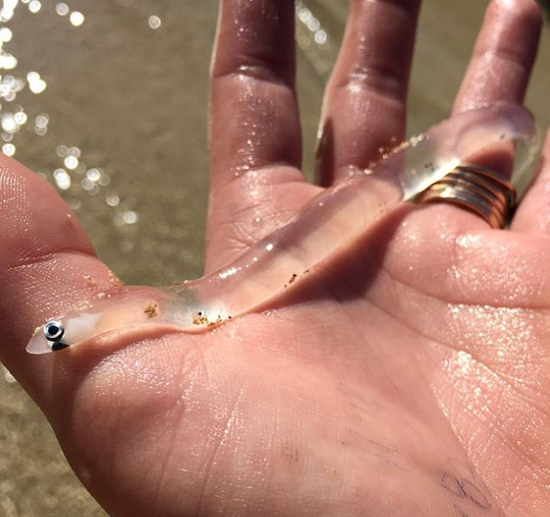 حیوانات شفافی که ثابت میکنند این سیاره یک معجزه است (+عکس) حیوانات شفافی که ثابت میکنند این سیاره یک معجزه است (+عکس)