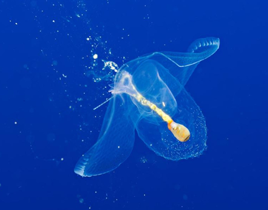 حیوانات شفافی که ثابت میکنند این سیاره یک معجزه است (+عکس) حیوانات شفافی که ثابت میکنند این سیاره یک معجزه است (+عکس)