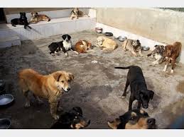 افشاگر سگ کشی در کهریزک تشویق شود نه بازداشت افشاگر سگ کشی در کهریزک تشویق شود نه بازداشت