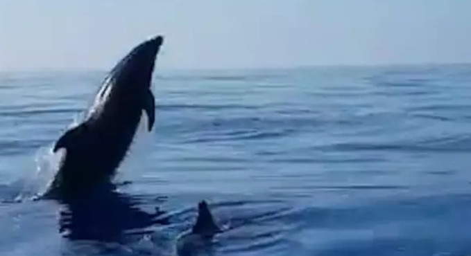 تشکر زیبای یک دلفین از ماهیگیرانی که فرزندش را آزاد کردند (+عکس)