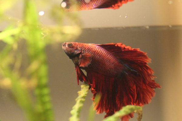 این ماهی&zwnj;ها روی خشکی هم زنده می&zwnj;مانند! (+عکس)