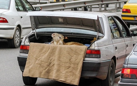 طرح ترافیک و دم خروس ما ایرانی ها! طرح ترافیک و دم خروس ما ایرانی ها!