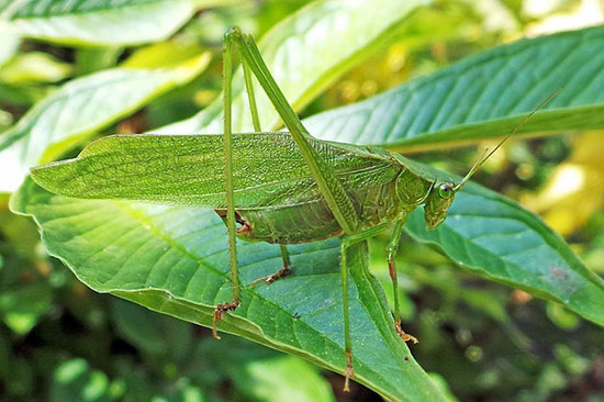 حیواناتی که استادان استتار هستند (+عکس)