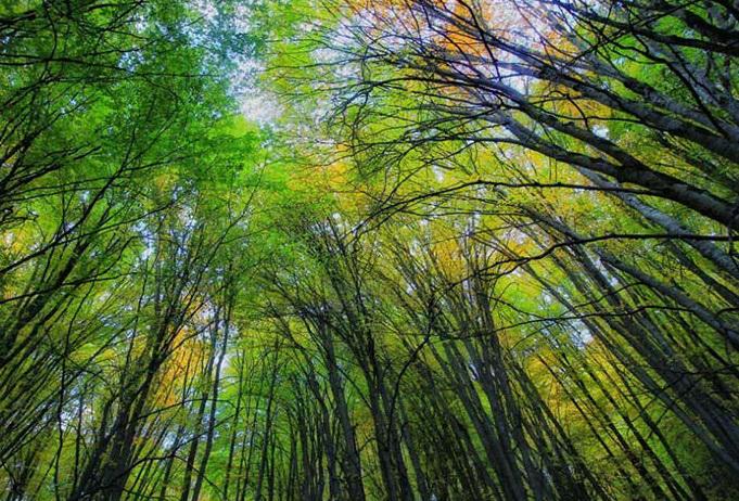 برگزاری جشن ثبت جهانی جنگل&zwnj;های هیرکانی ١٨ آذر در مازندران