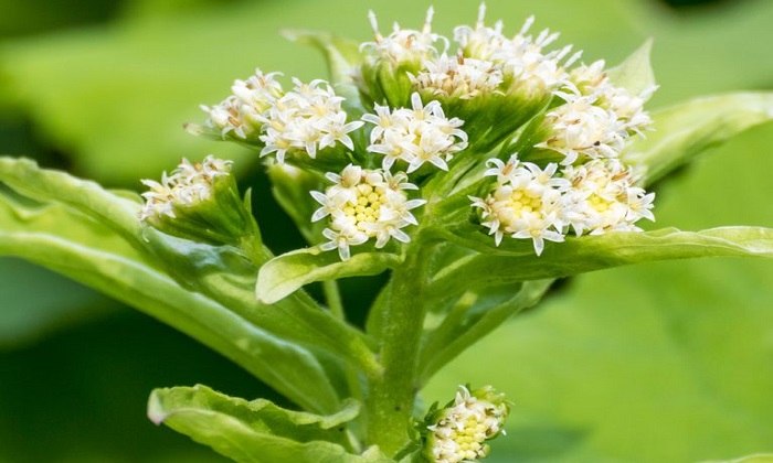 20 درمان طبیعی برای مشکلات سلامت رایج