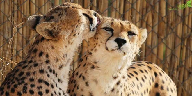 جدایی یوز &laquo;كوشكی&raquo; از &laquo;دلبر&raquo;