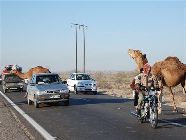 شتر، کابوس ترسناک جادههای هرمزگان شتر، کابوس ترسناک جادههای هرمزگان