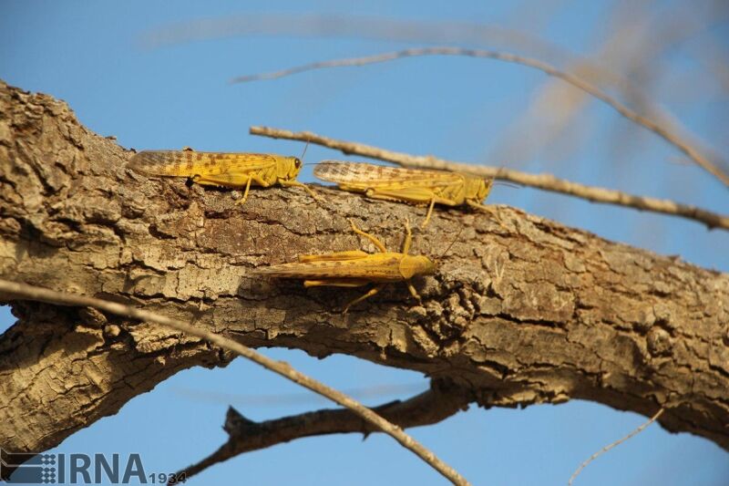 هجوم ملخ&zwnj;ها به کرمان